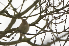 Female Chaffinch