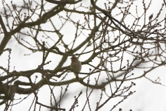 Female Chaffinch