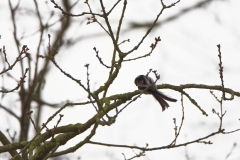 Long-tailed Tit