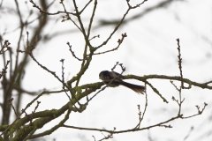 Long-tailed Tit