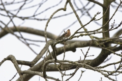 Male Chaffinch