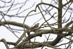 Male Chaffinch