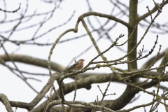 Male Chaffinch