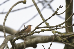 Male Chaffinch