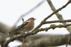 Male Chaffinch