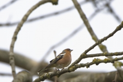 Male Chaffinch