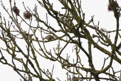 Female Chaffinch