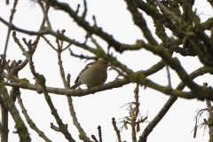 Female Chaffinch