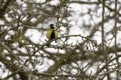 Great Tit