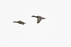 Male & Female Mallards in Flight