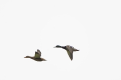 Male & Female Mallards in Flight