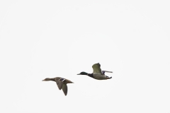 Male & Female Mallards in Flight