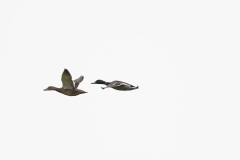 Male & Female Mallards in Flight