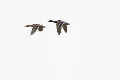 Male & Female Mallards in Flight