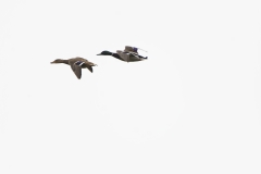 Male & Female Mallards in Flight