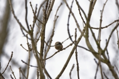 Male Chaffinch