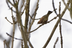 Male Chaffinch