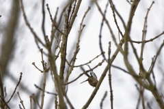 Male Chaffinch in Flight