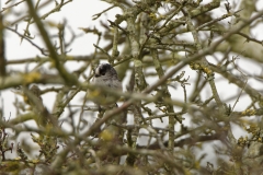 Dunnock