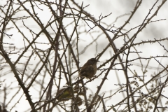 Dunnock