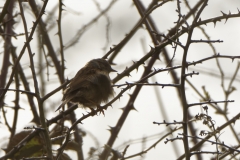 Dunnock