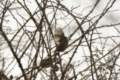 Dunnock in Flight