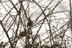 Dunnock in Flight