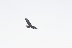 Buzzard in Flight