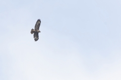 Buzzard in Flight