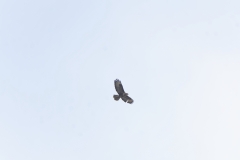 Buzzard in Flight