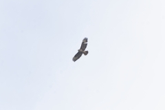 Buzzard in Flight