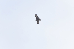 Buzzard in Flight