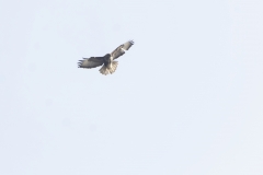 Buzzard in Flight