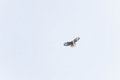 Buzzard in Flight