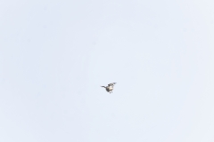 Buzzard in Flight