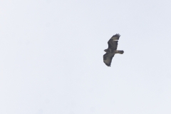 Buzzard in Flight