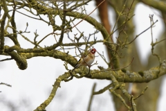 Goldfinch