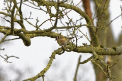 Goldfinch