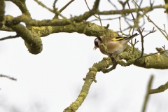 Goldfinch