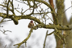 Goldfinch