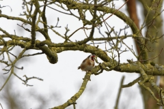 Goldfinch