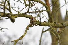 Goldfinch