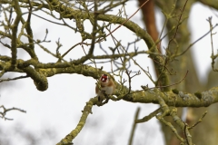 Goldfinch