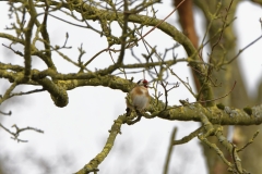 Goldfinch