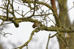 Goldfinch