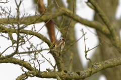 Goldfinch