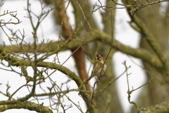 Goldfinch