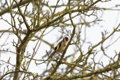 Goldfinch