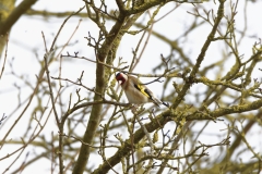 Goldfinch