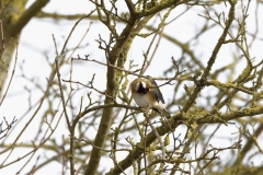 Goldfinch